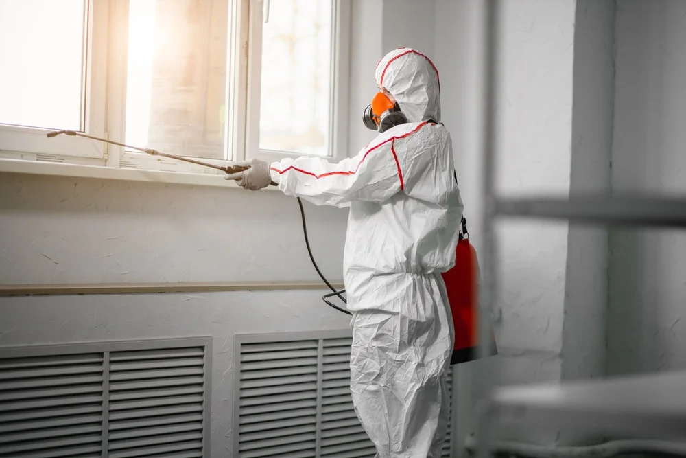Professional mold remediation services in Palestine, AR
